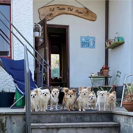 B&B Il Tempo Del Sogno Con Cani E Gatti Pet&Breakfast Baveno Exterior photo