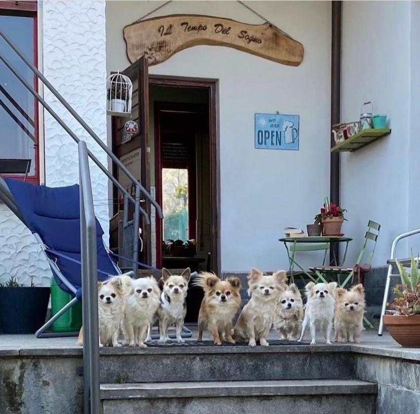B&B Il Tempo Del Sogno Con Cani E Gatti Pet&Breakfast Baveno Exterior photo